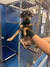 adoptable Dog in  named A162079