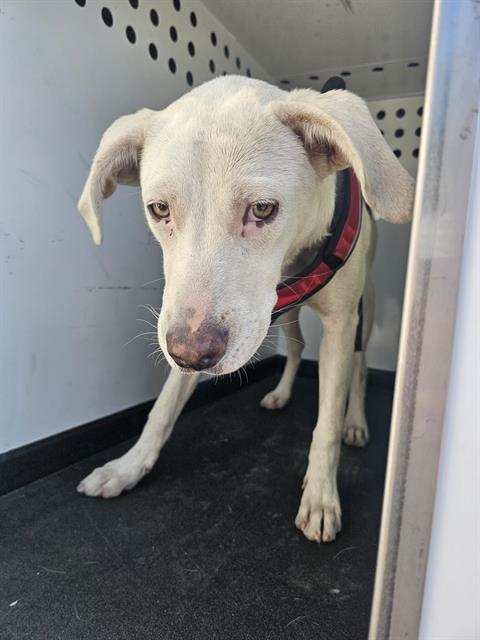 adoptable Dog in Bakersfield, CA named CASPER