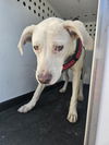 adoptable Dog in Bakersfield, CA named CASPER