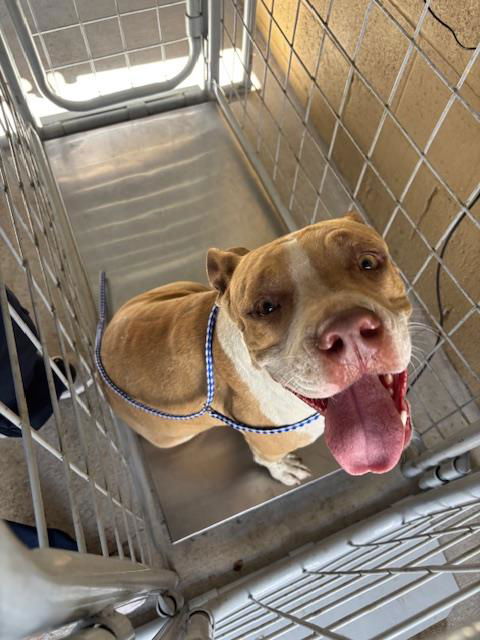 adoptable Dog in Bakersfield, CA named MEATBALL!