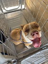 adoptable Dog in Bakersfield, CA named MEATBALL!
