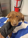 adoptable Dog in Bakersfield, CA named A162058