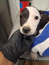 adoptable Dog in Bakersfield, CA named A162059