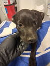 adoptable Dog in Bakersfield, CA named A162060