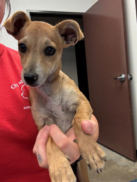 adoptable Dog in Bakersfield, CA named A162071
