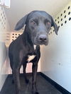 adoptable Dog in  named A162085