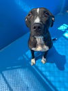 adoptable Dog in Bakersfield, CA named MISTY