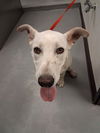 adoptable Dog in  named A162110