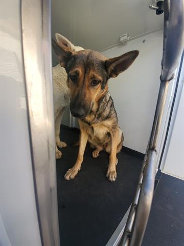 adoptable Dog in Bakersfield, CA named HAZEL