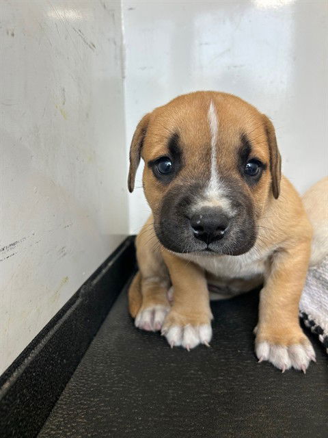 adoptable Dog in Bakersfield, CA named A162072