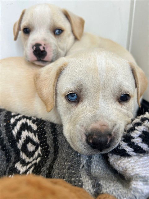 adoptable Dog in Bakersfield, CA named A162074