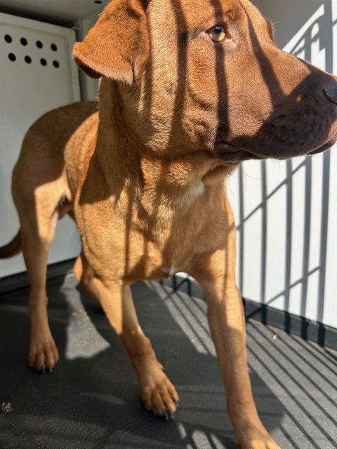 adoptable Dog in Bakersfield, CA named A162095
