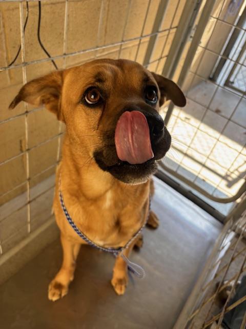 adoptable Dog in Bakersfield, CA named A162097