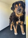 adoptable Dog in  named A162098
