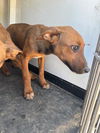 adoptable Dog in  named A162125