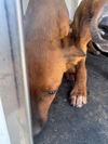 adoptable Dog in  named A162126