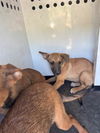 adoptable Dog in  named A162127