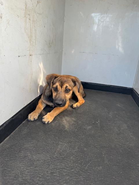 adoptable Dog in Bakersfield, CA named A162132