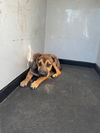 adoptable Dog in  named A162132