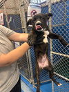 adoptable Dog in  named A162160