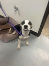 adoptable Dog in  named A162167