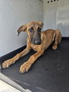 adoptable Dog in Bakersfield, CA named A162138