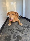 adoptable Dog in  named A162161