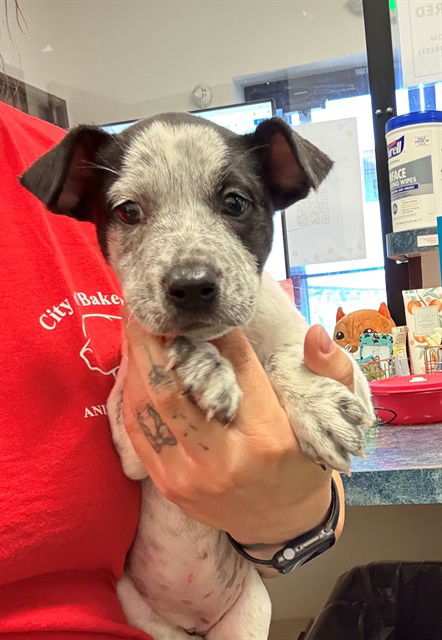 adoptable Dog in Bakersfield, CA named A162186