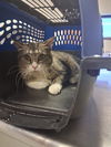 adoptable Cat in Bakersfield, CA named NALA
