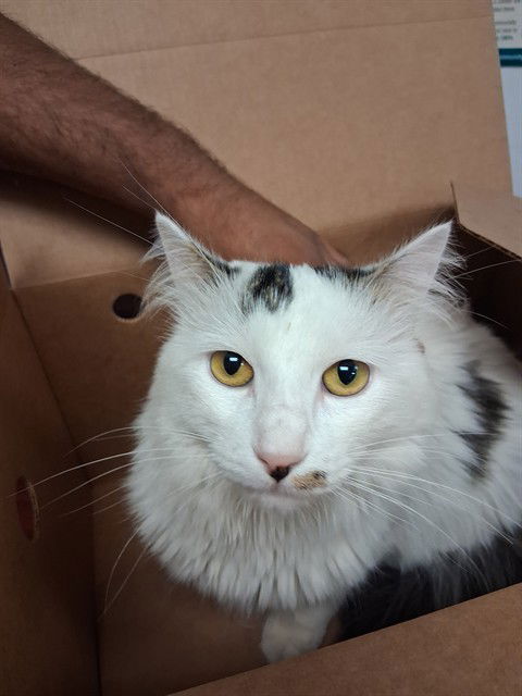 adoptable Cat in Bakersfield, CA named TOM