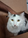 adoptable Cat in Bakersfield, CA named TOM