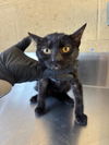 adoptable Cat in Bakersfield, CA named A162179