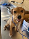 adoptable Dog in  named A162022