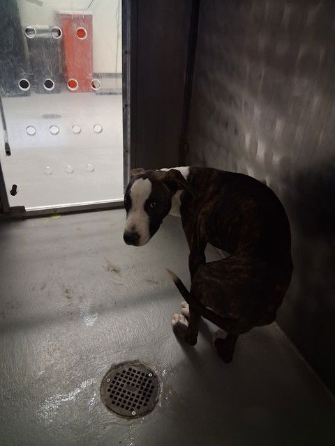adoptable Dog in Bakersfield, CA named A162171