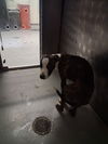 adoptable Dog in Bakersfield, CA named A162171
