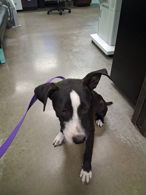 adoptable Dog in Bakersfield, CA named A162172