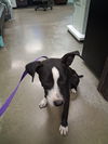 adoptable Dog in Bakersfield, CA named A162172