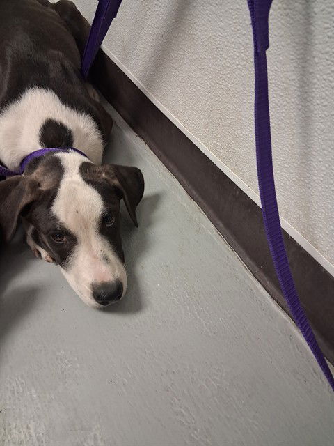 adoptable Dog in Bakersfield, CA named A162173
