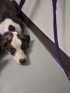 adoptable Dog in Bakersfield, CA named A162173