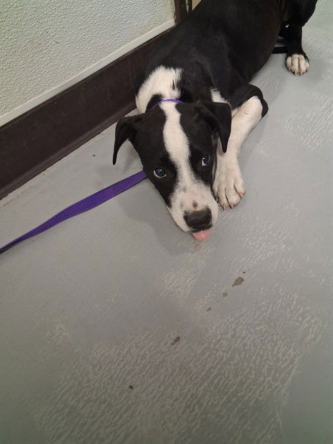 adoptable Dog in Bakersfield, CA named A162174
