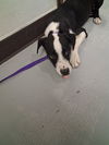 adoptable Dog in Bakersfield, CA named A162174