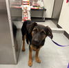 adoptable Dog in  named A162223
