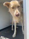 adoptable Dog in Bakersfield, CA named TEDDY