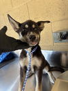 adoptable Dog in Bakersfield, CA named A162214