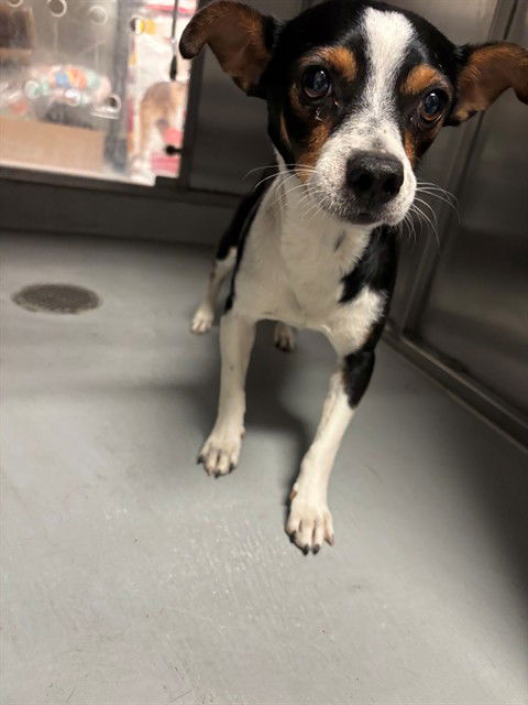 adoptable Dog in Bakersfield, CA named JACK