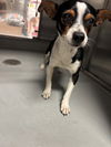adoptable Dog in Bakersfield, CA named JACK
