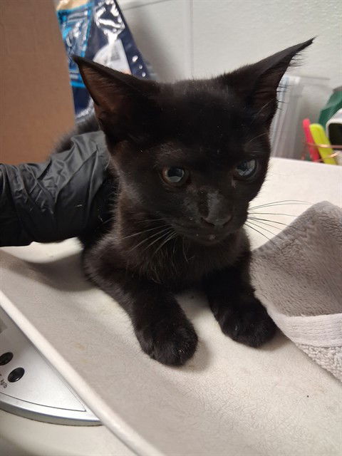 adoptable Cat in Bakersfield, CA named A162123