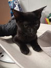 adoptable Cat in Bakersfield, CA named A162123