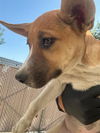 adoptable Dog in  named A161502