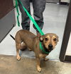 adoptable Dog in  named A162280